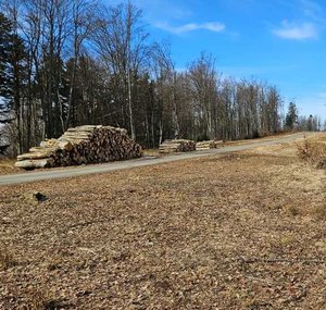 las, skład drzewa